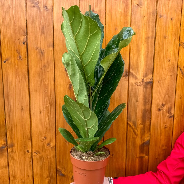 Fikus lýrovitolistý (Ficus lyrata) - výška 60-70 cm, kont. C3L 